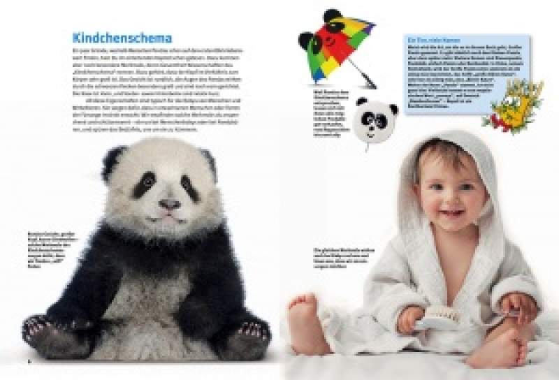 Preview: Entdecke die Pandas